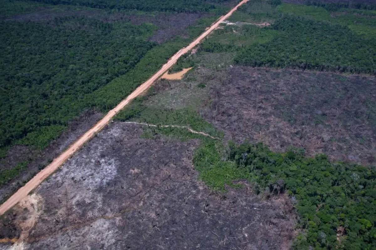  Estradas fantasmas turbinadas por governos ameaçam floresta amazônica, dizem estudos