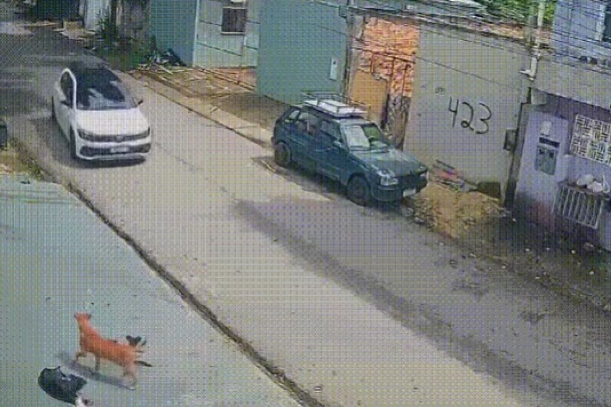 Vídeo: Homem é preso suspeito de atropelar seis cachorros; um dos animais morreu