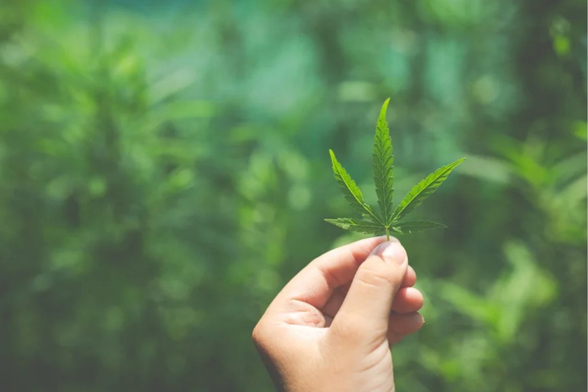 Justiça autoriza plantio de cannabis e proíbe prisão de paciente pela PF