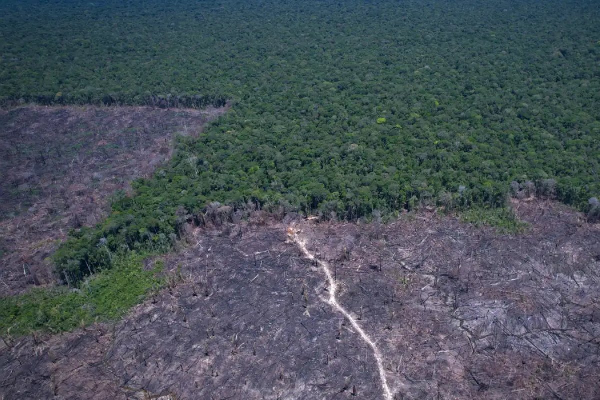 Amazônia registra desmatamento de 17% no primeiro trimestre de 2026