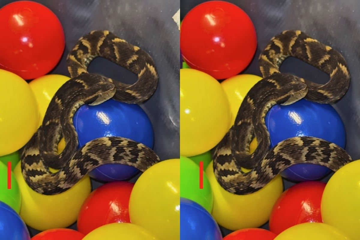 Vídeo: Cobra é encontrada em piscina de bolinhas no interior de São Paulo