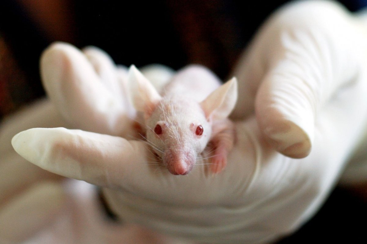 Pasteur quer monitorar ratos em SP em busca de vírus que podem infectar humanos