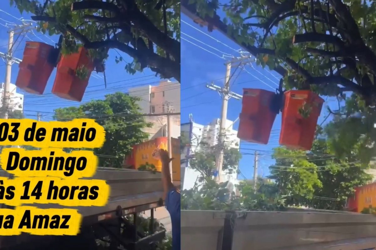Vídeo: Podas drásticas em bairro nobre de Salvador são denunciadas nas redes sociais