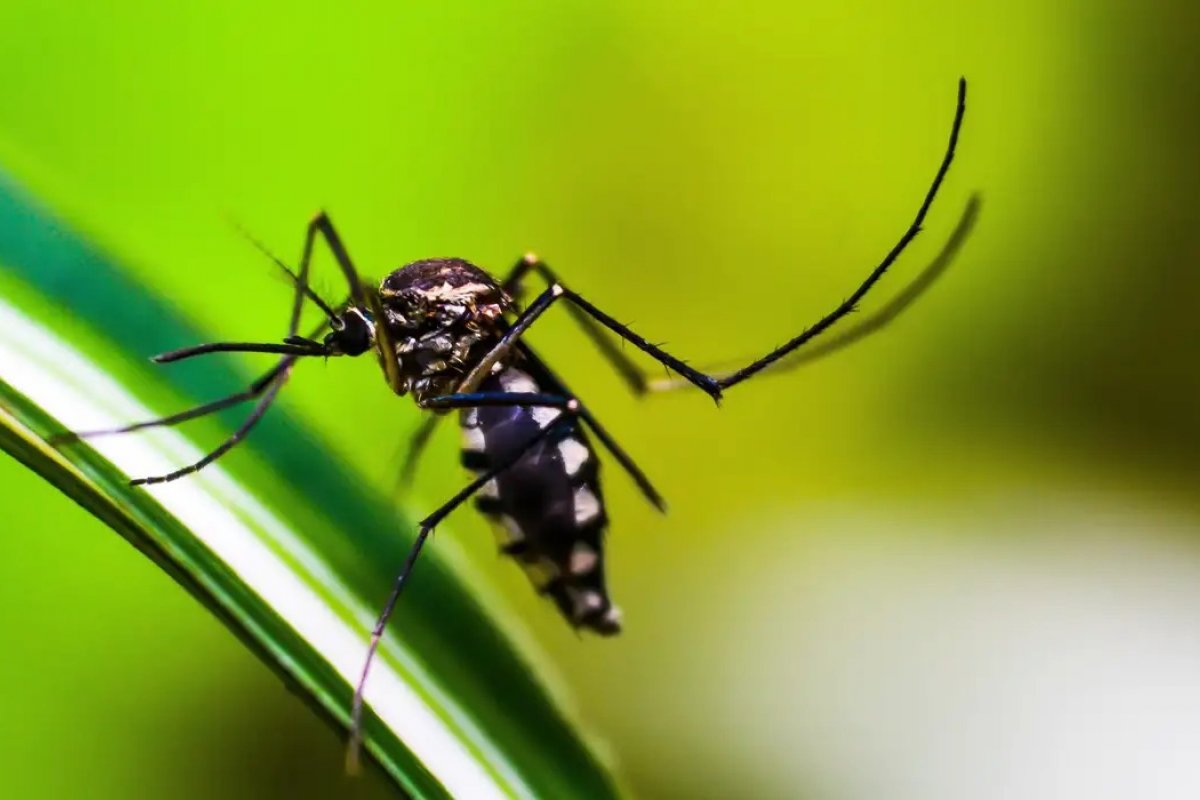 Anvisa autoriza produção nacional da vacina contra a chikungunya do Butantan