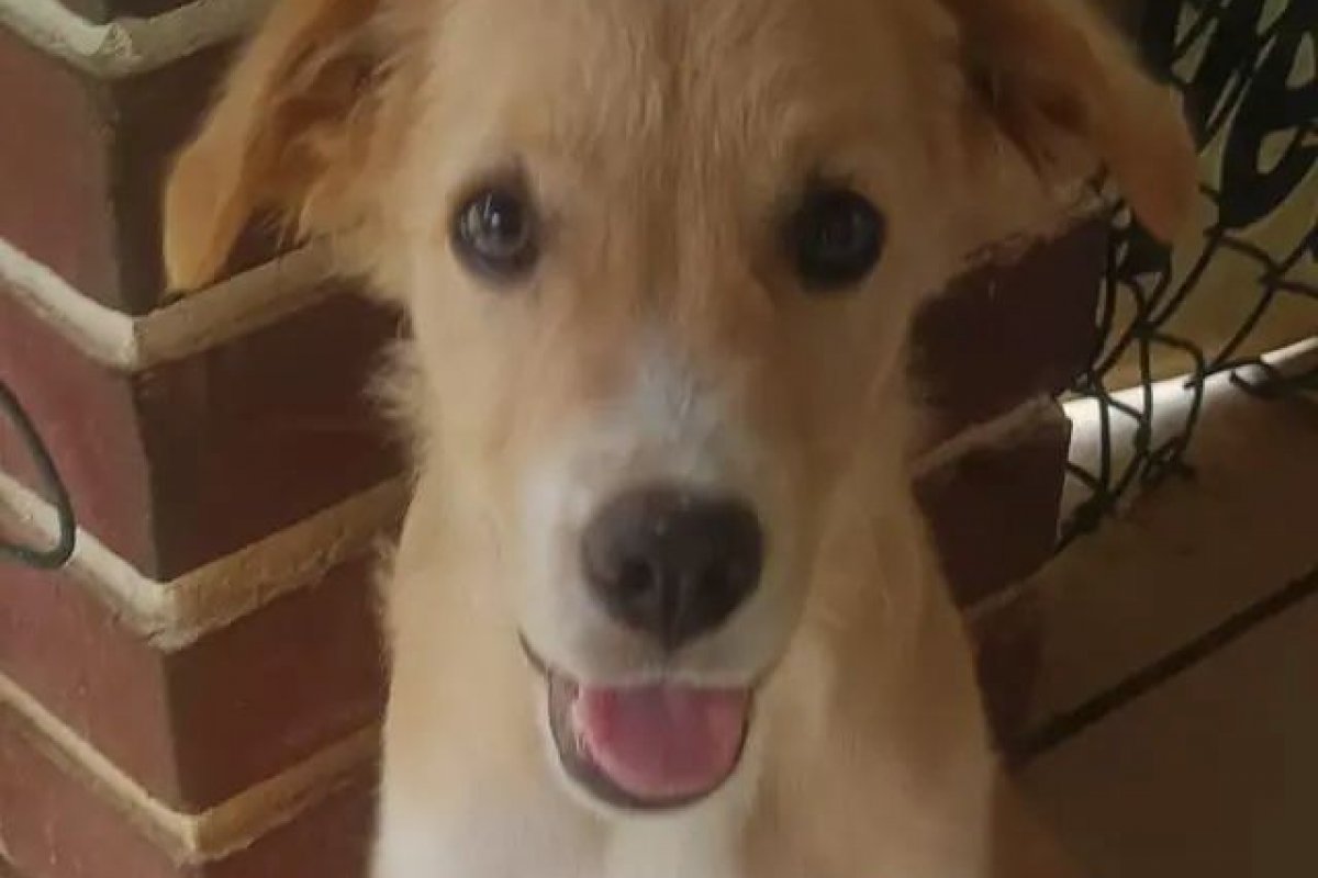 App lança iniciativa para alcançar 200 doadores mensais para ONGs de resgate e cuidado de animais; veja como doar