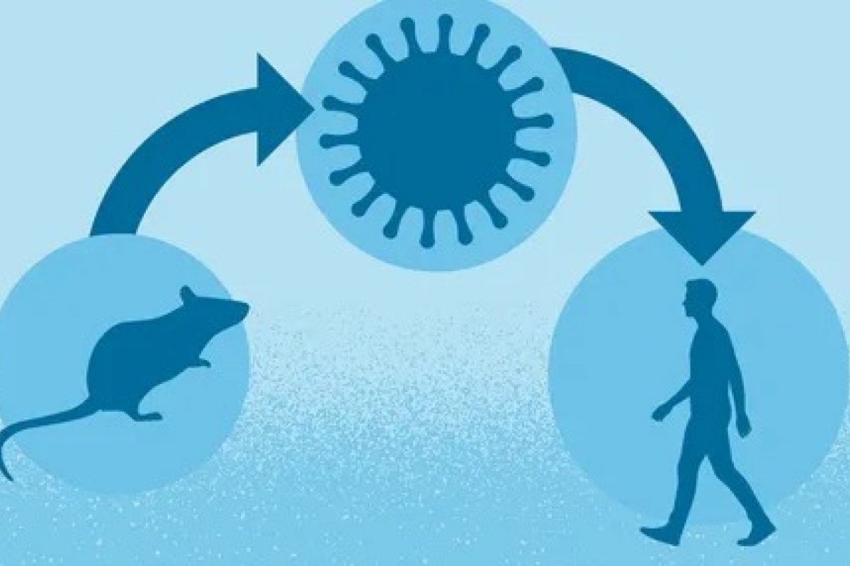 Argentina tem alta de casos de hantavírus e amplia investigação, mas autoridades descartam surto