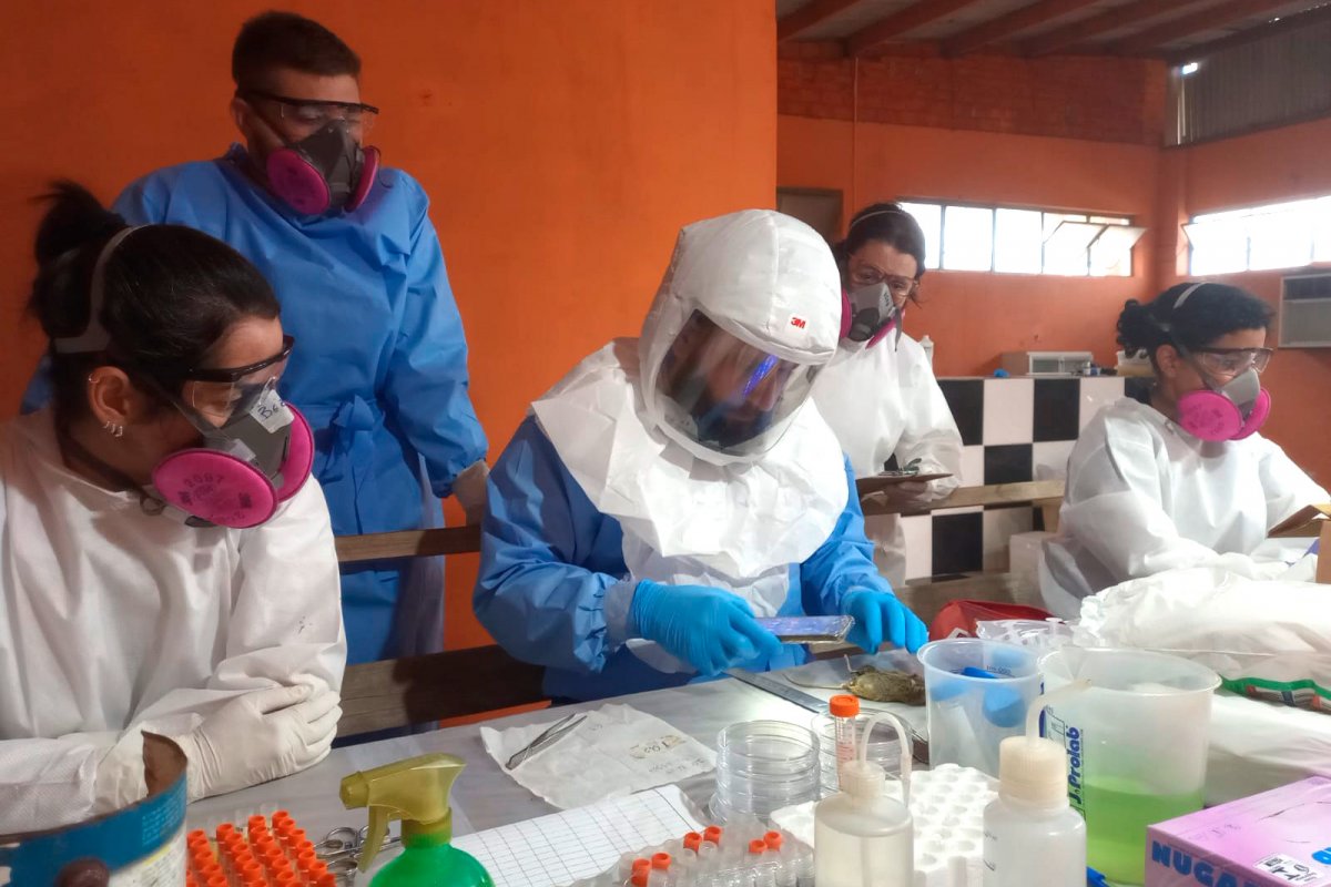Paraná registra dois casos de hantavírus e investiga outros 11 suspeitos