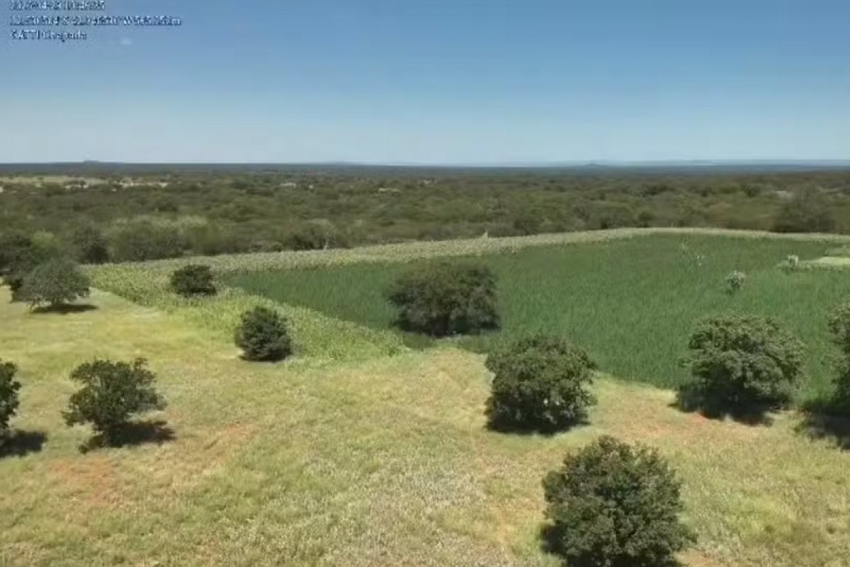 Cerca de 200 mil pés de maconha são erradicados durante operação na Chapada Diamantina