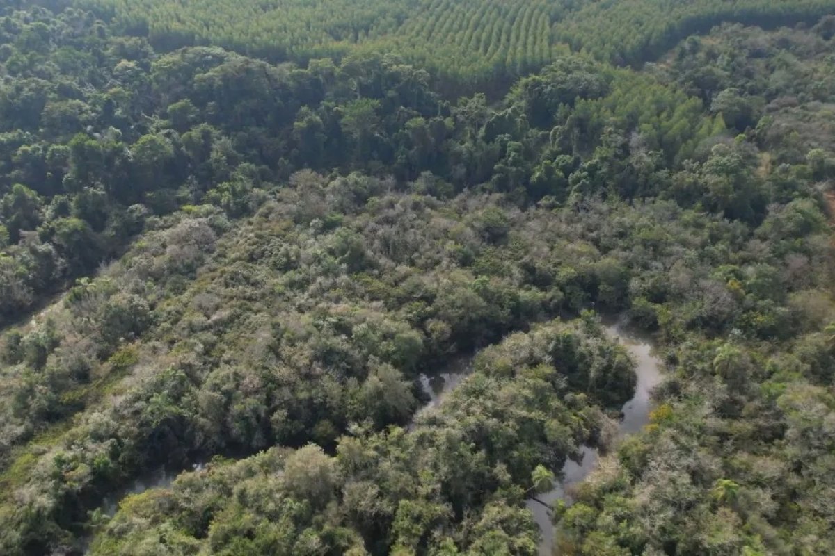  Desmatamento da mata atlântica cai 40% e chega ao menor índice em 15 anos