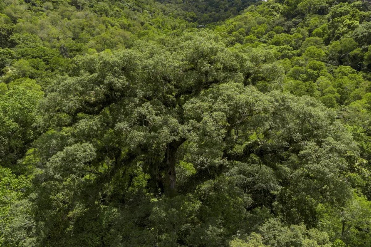 Desmatamento da Mata Atlântica tem queda de 28% em um ano