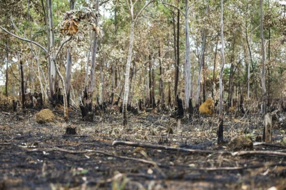 Desmatamento fica menor que 1 milhão de hectares pela primeira vez desde 2019, afirma MapBiomas 