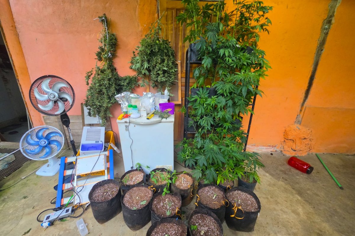 Material usado para plantar maconha é apreendido por policiais em imóvel abandonado na cidade de Itacaré