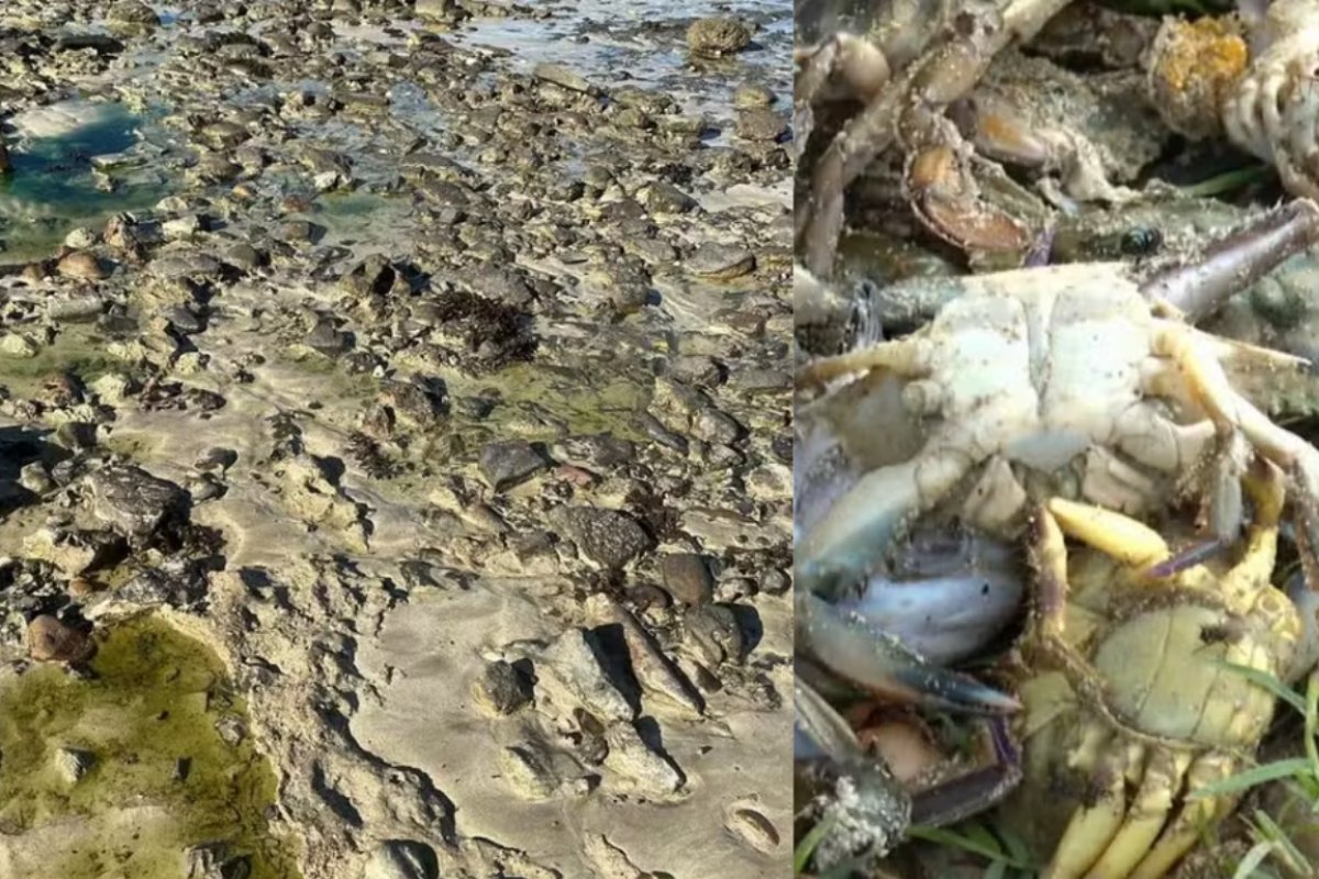Inema amplia área com restrição de acesso por contaminação em praia de São Tomé de Paripe