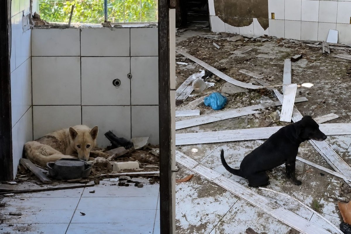 Adolescente é apreendido no interior da Bahia por manter dois cães em condições insalubres