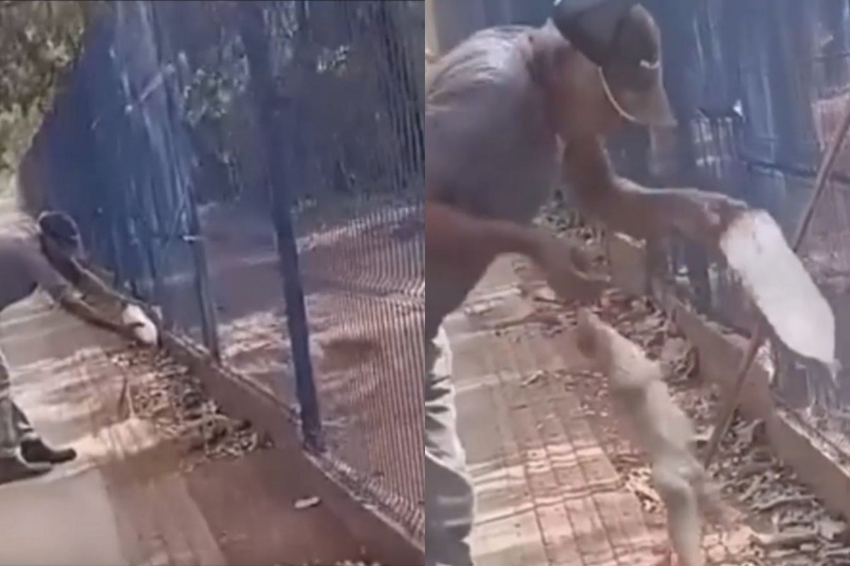 Vídeo: trabalhador tem parte do dedo amputado após ser mordido por teiú