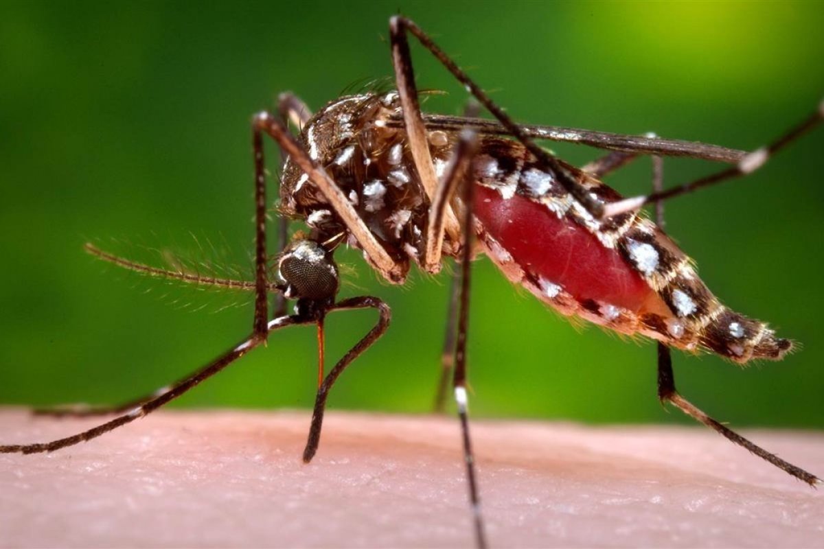 Bahia registra  2.292 mil casos de dengue, chikungunya e zika neste ano 