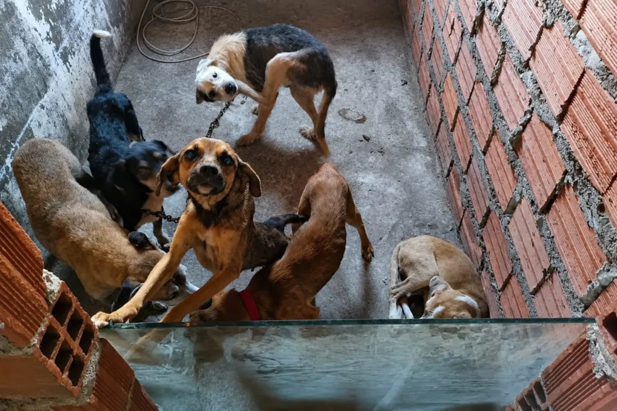 Homem é preso suspeito de realizar eutanásia em cães e manter animais em condições insalubres na Bahia