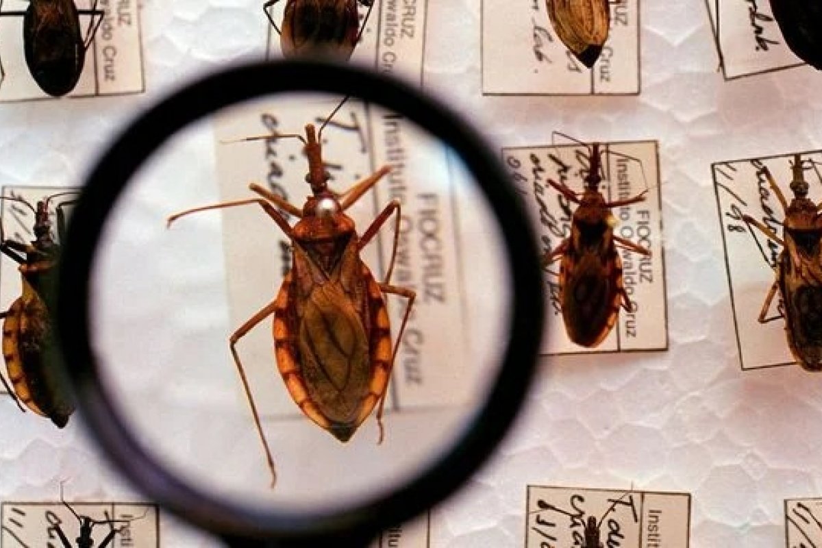 Circulação silenciosa da doença de Chagas é identificada em bairros socialmente vulneráveis de Salvador 