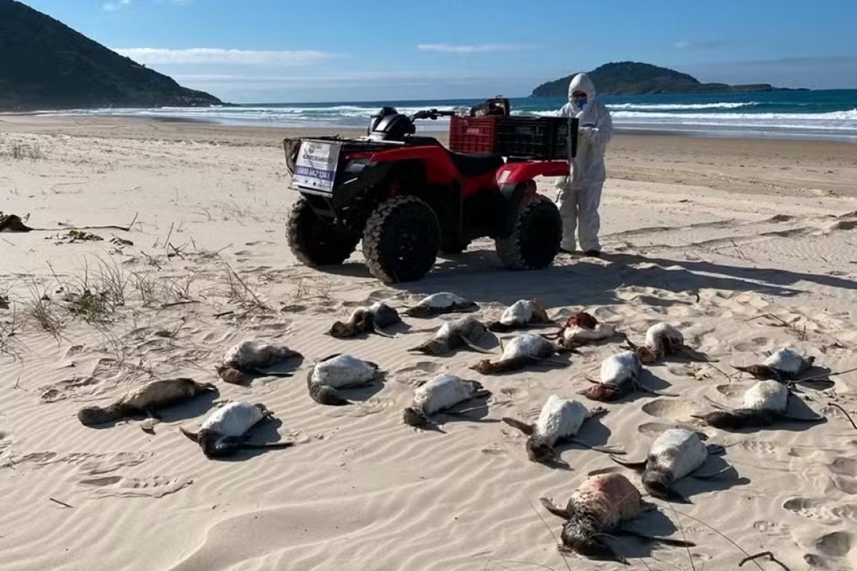 Santa Catarina registra maior mortandade de pinguins em 11 anos
