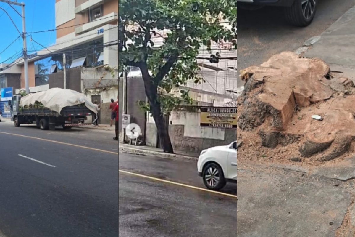Vídeo: Denúncia aponta corte de árvores em Stella Maris e questiona autorização da Prefeitura de Salvador