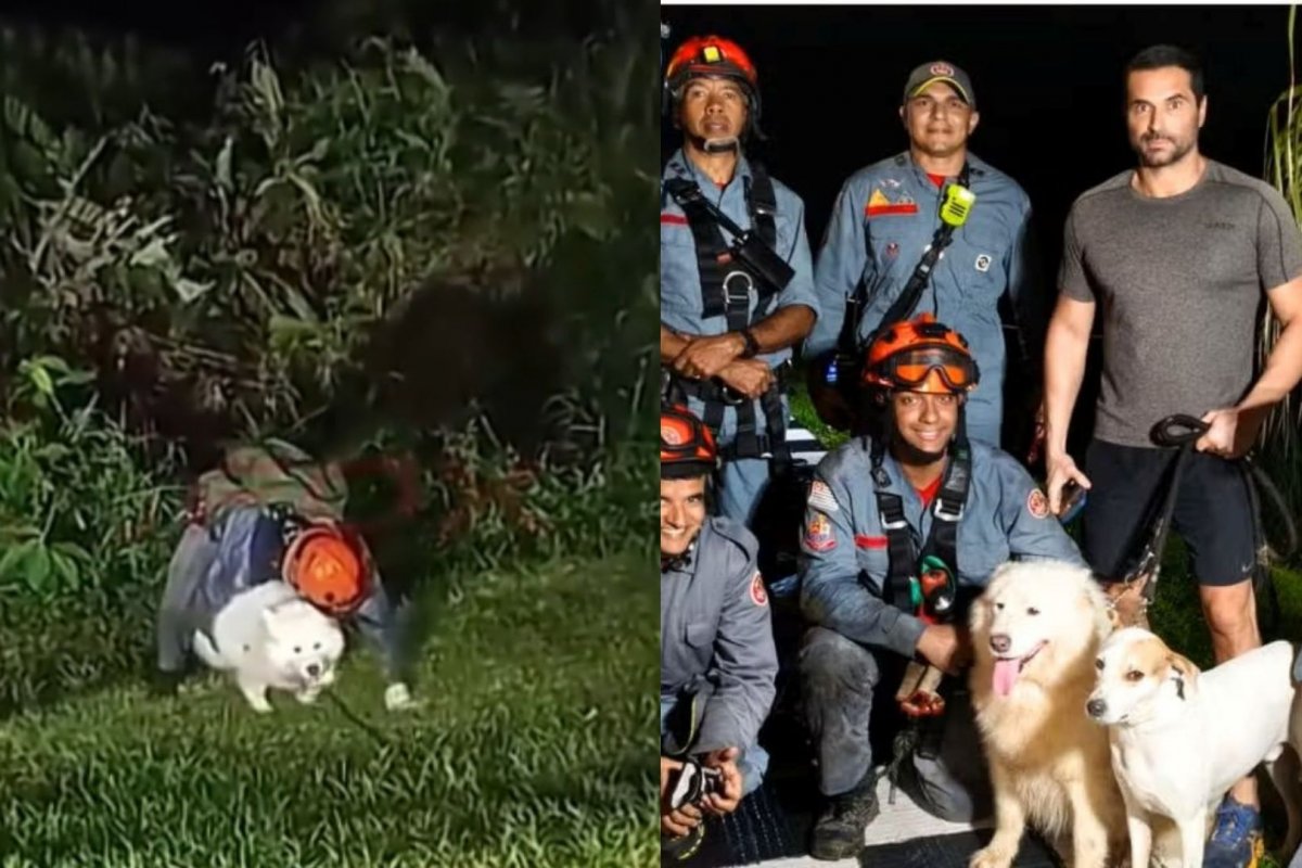 Vídeo: Cadela é resgatada pelo Corpo de Bombeiro após cair 40 metros em penhasco