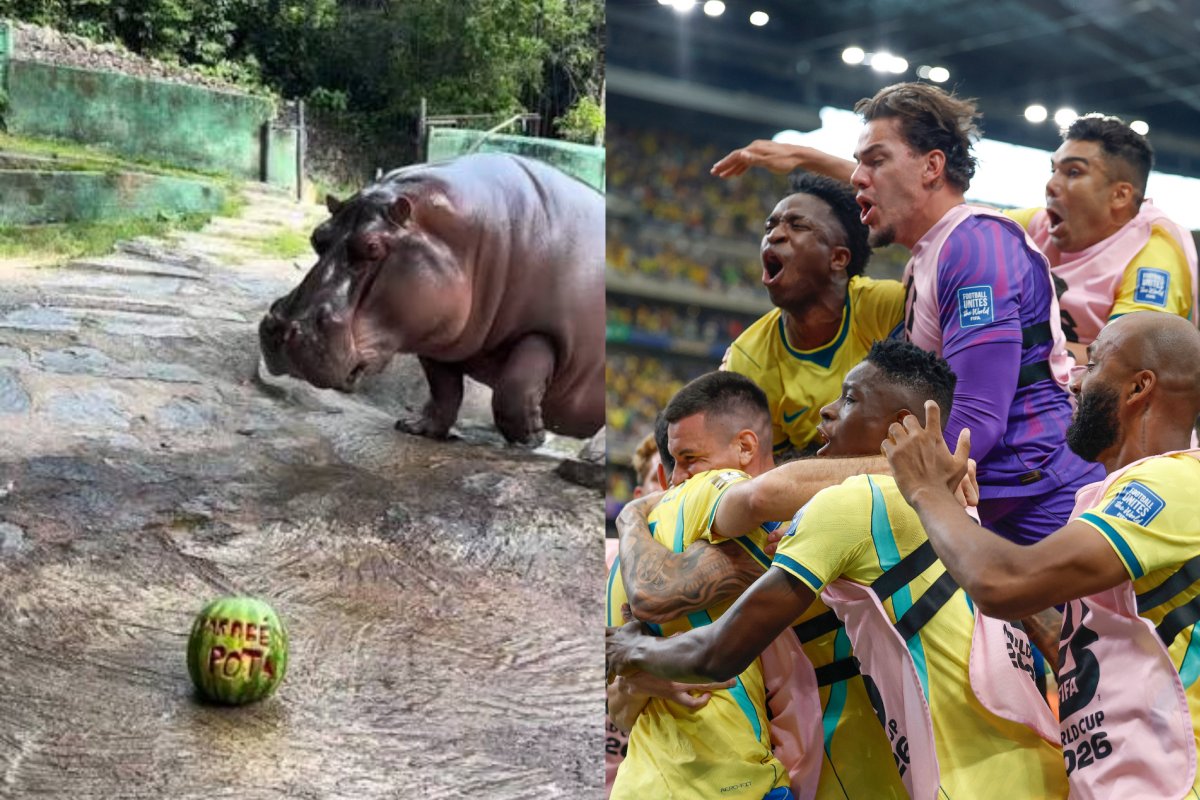 Vídeo: Hipopótamo "vidente" aponta vitória do Brasil diante da Noruega 