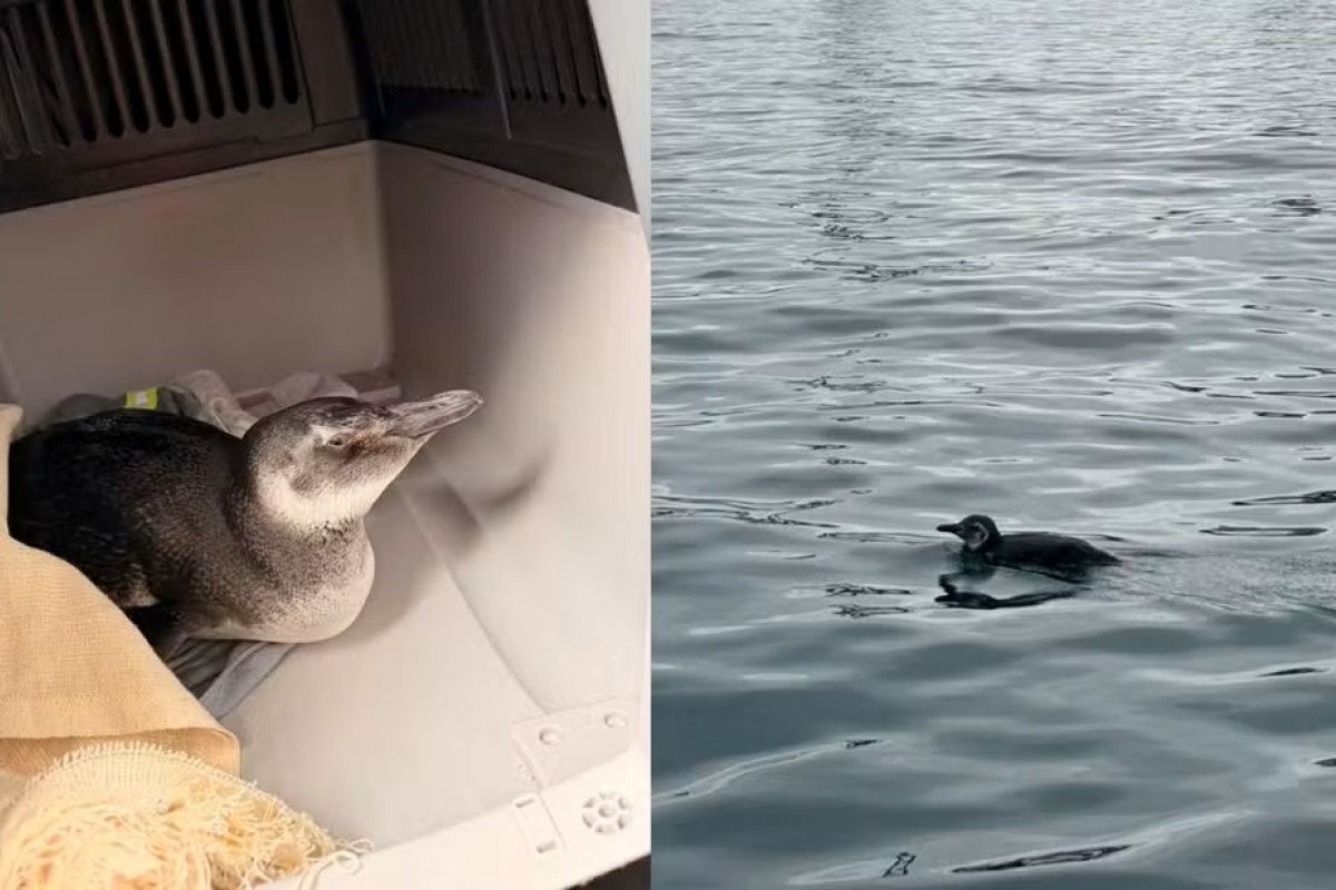 Pinguim é resgatado na área portuária da região do Comércio, em Salvador