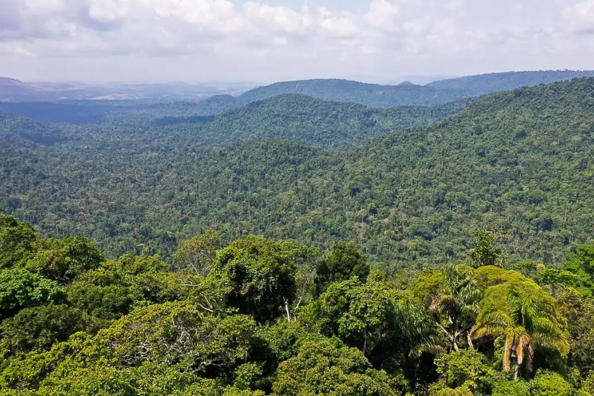 Desmatamento na Amazônia tem menor nível em 10 anos, diz Inpe