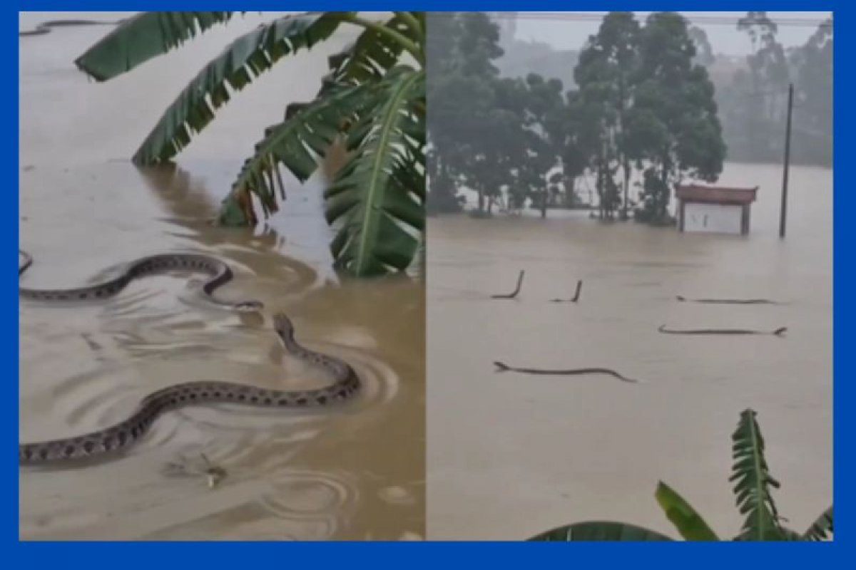 Vídeo: mais de 900 cobras escapam de criadouro após enchentes no sul da China