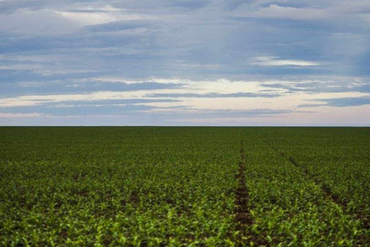 Novas tarifas deverão atingir acima de 36% das exportações do agro brasileiro para os EUA 