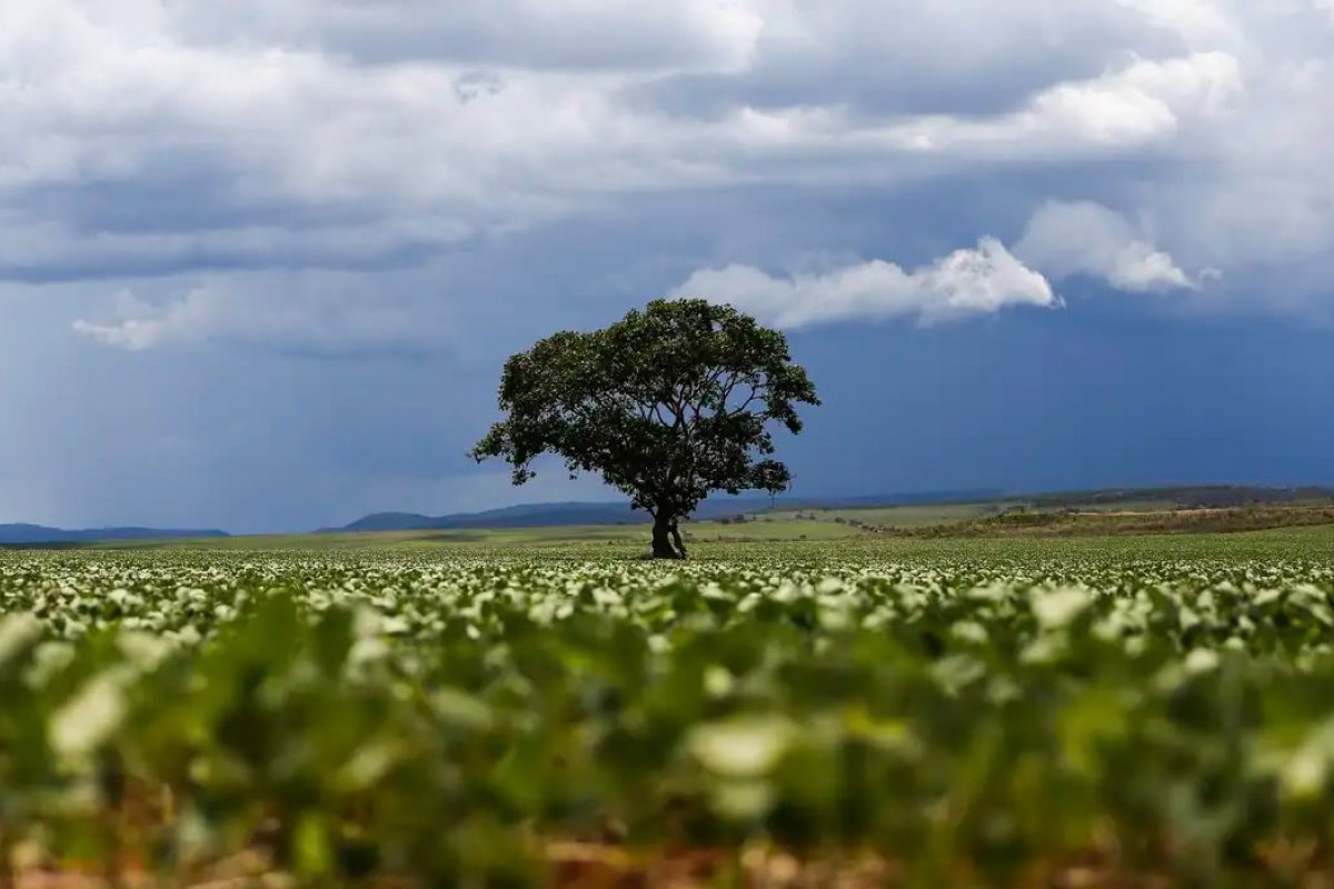 Crédito rural financiou R$ 92,4 bi em áreas com alertas ambientais