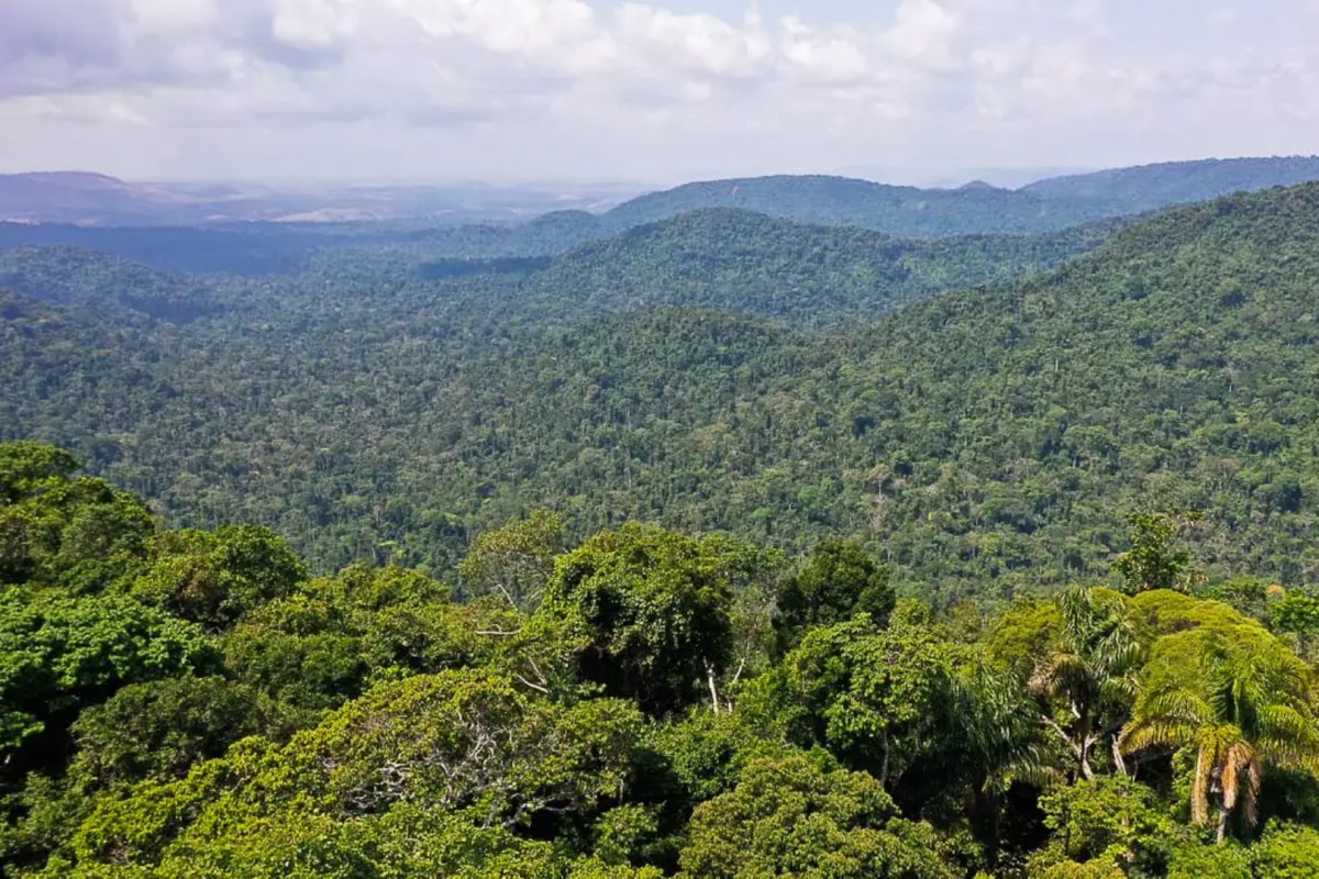 Amazônia pode não se recuperar de seca do último El Niño mesmo após sete anos, diz estudo
