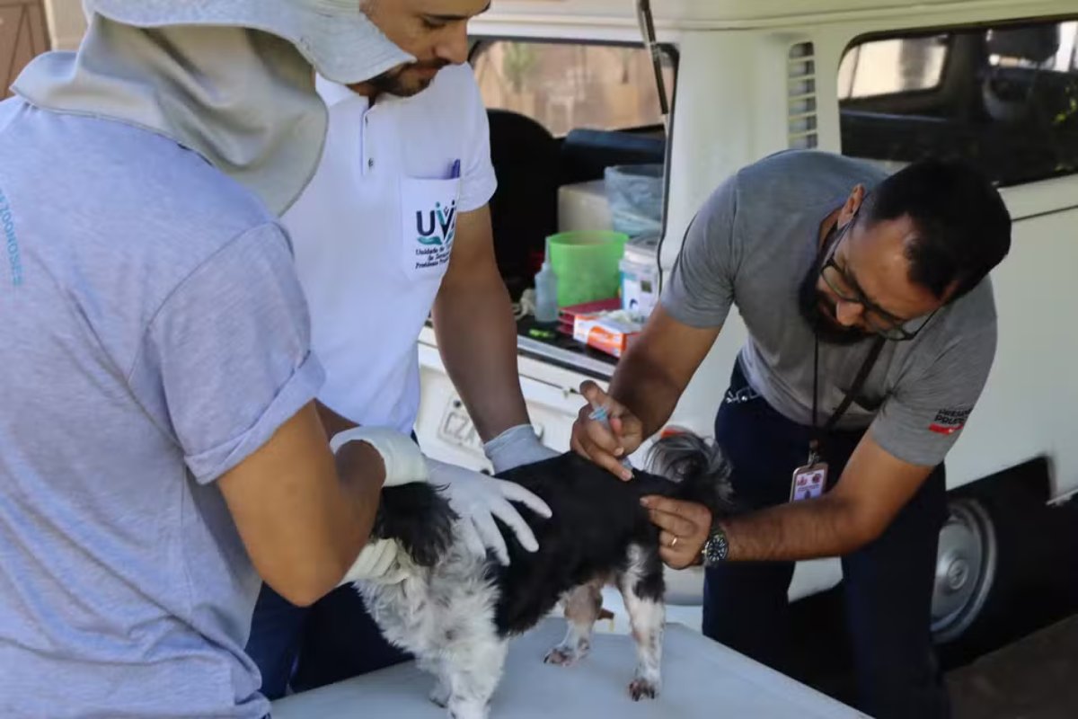 Campanha de vacinação antirrábica para cães e gatos começa nesta segunda-feira em Salvador