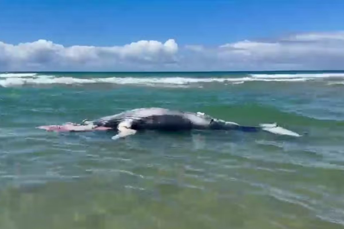 Filhote recém-nascido de baleia-jubarte é achado morto em praia do litoral baiano 