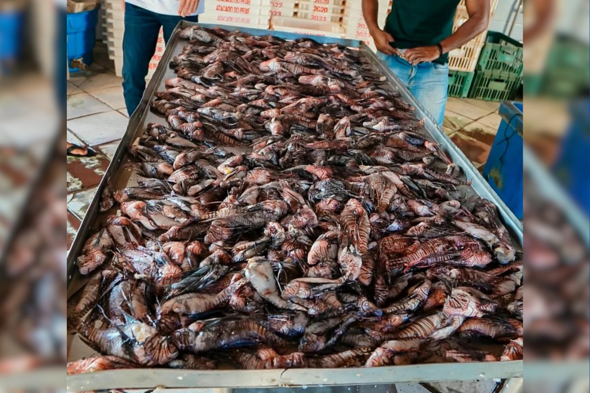 Pescadores capturam cerca de 500 peixes-leão no sul da Bahia