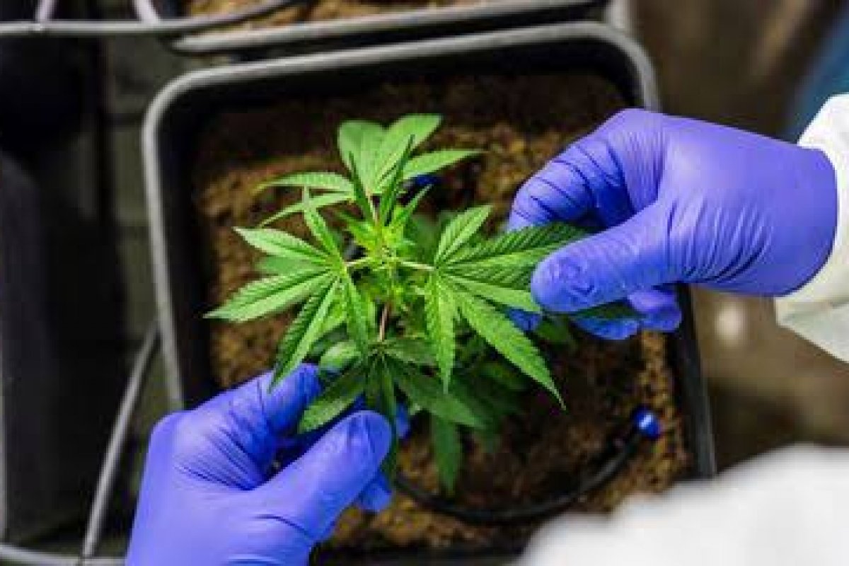 Companhias aéreas barram embarque de medicamentos de Cannabis dos EUA para o Brasil