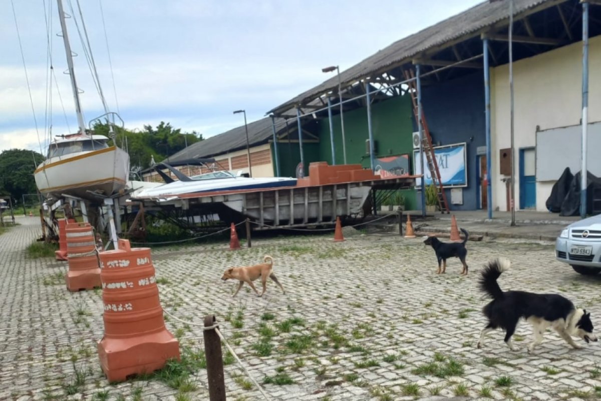 MP apura supostos maus-tratos a cães sob tutela da Brigada K9