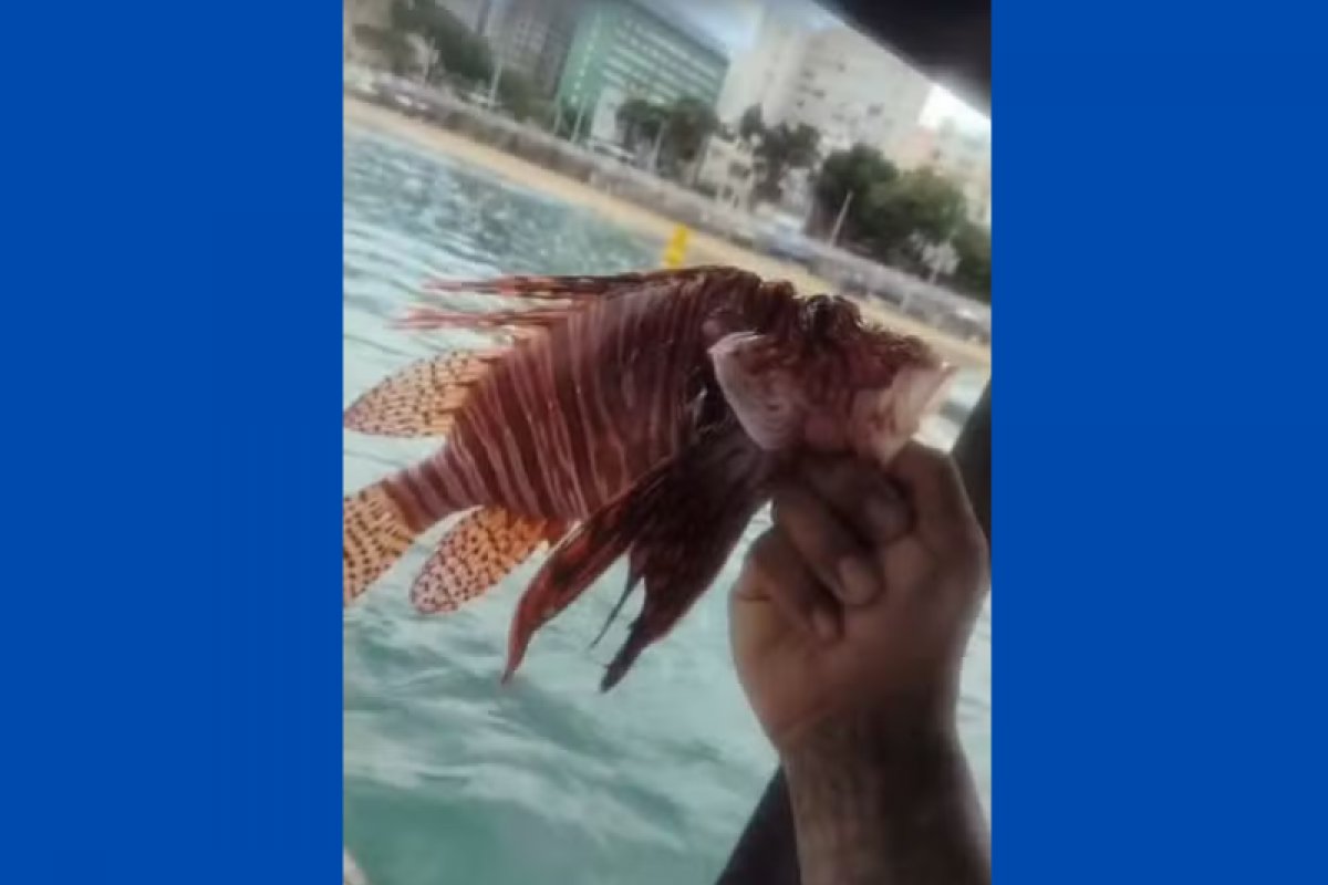 Peixes venenosos são capturados por pescadores o Porto da Barra, em Salvador