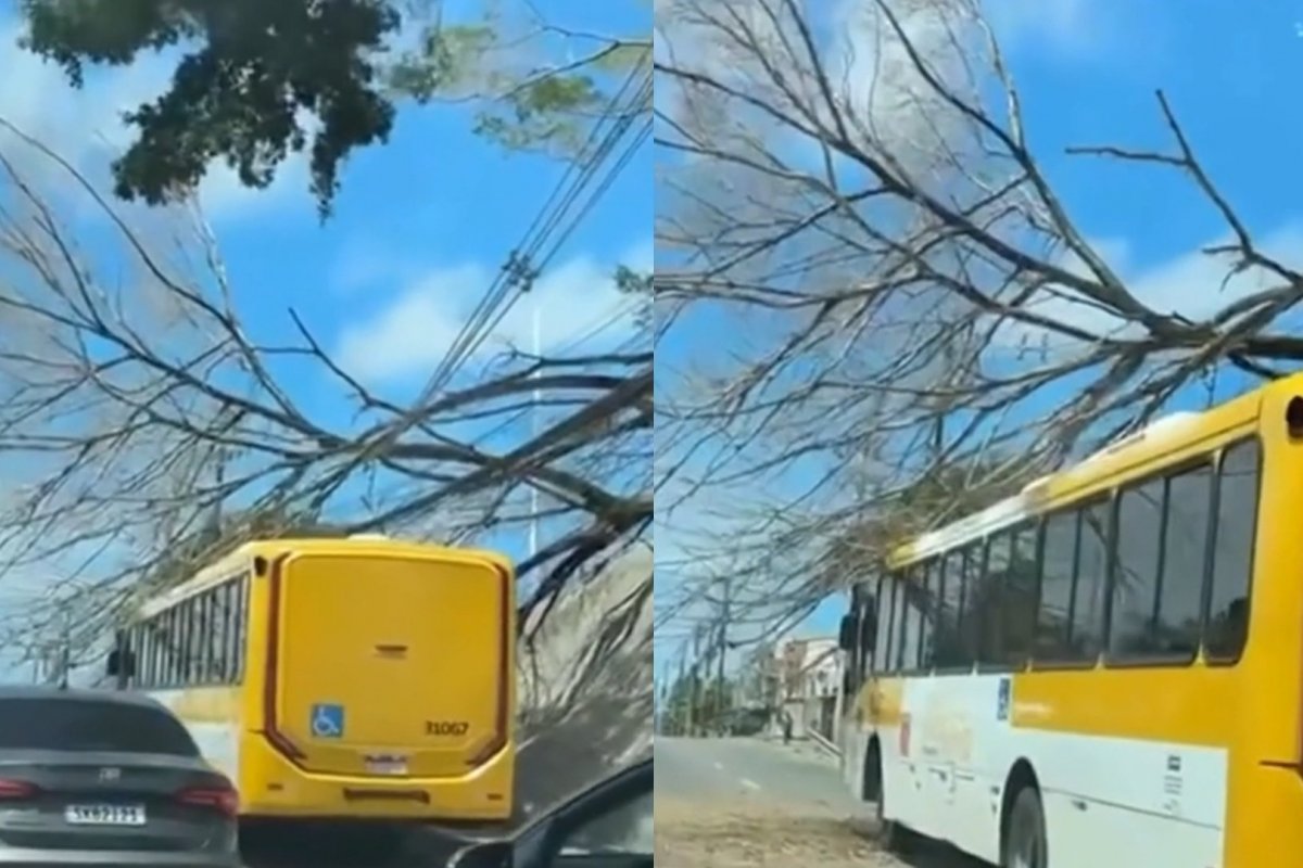 Vídeo: Árvore cai em cima de ônibus na Avenida Paralela