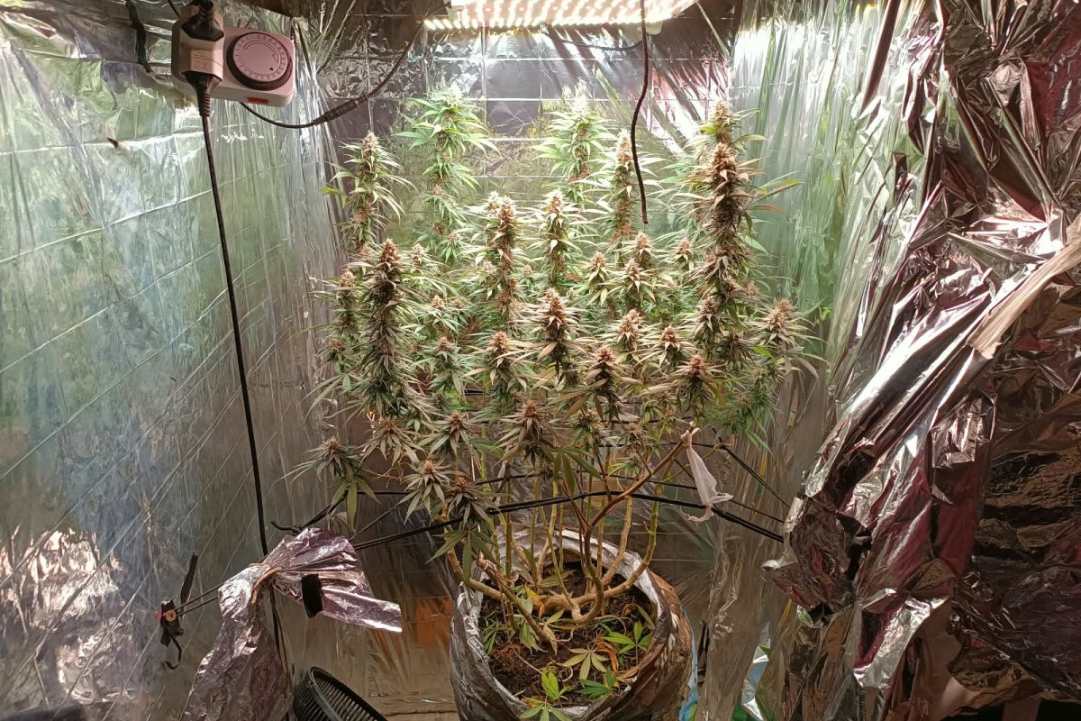 Estufa para cultivo de maconha é encontrada dentro de imóvel em Trancoso