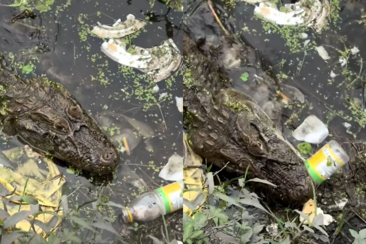 Vídeo de jacaré mordendo garrafa plástica em meio a lagoa com lixo viraliza nas redes sociais