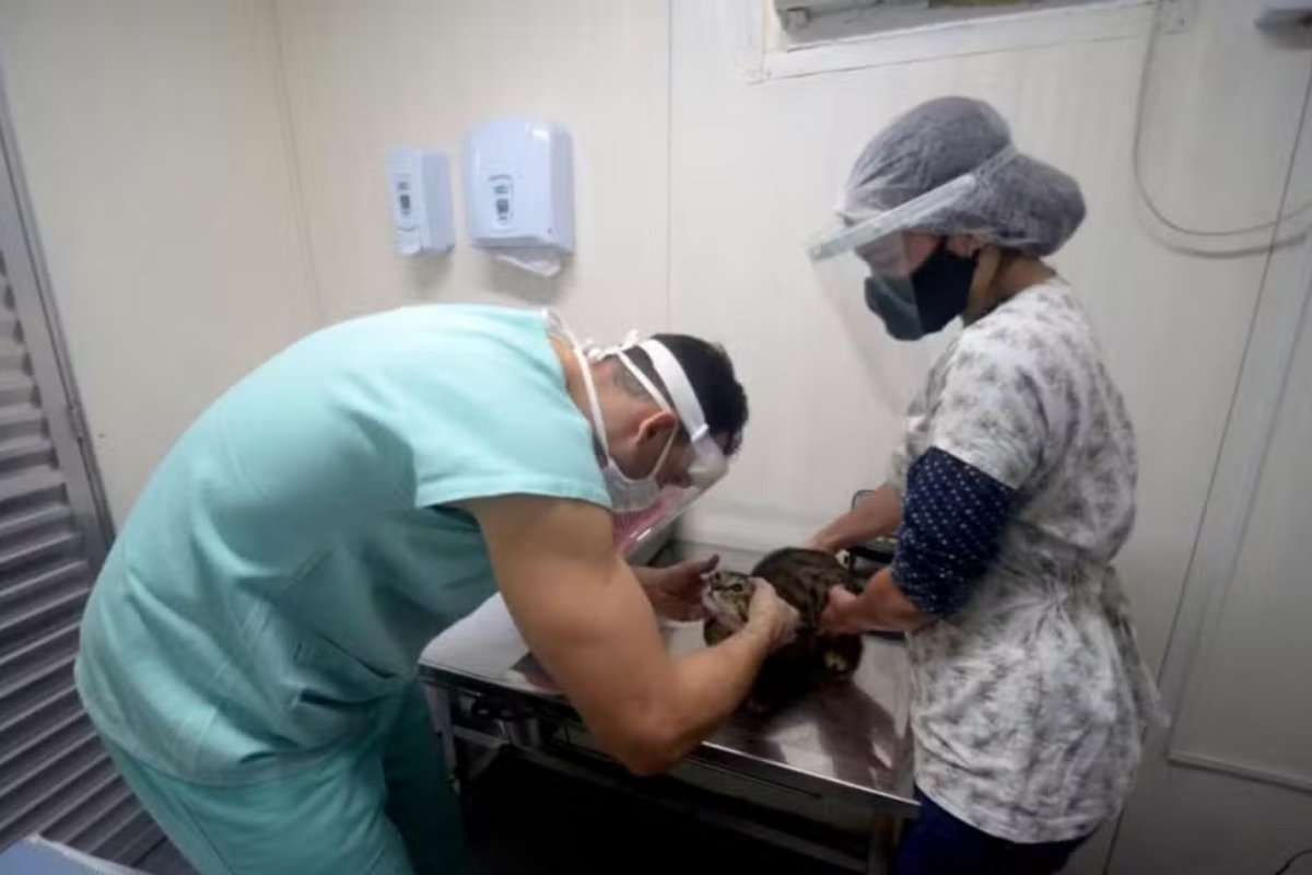 Prefeitura abre edital para ONGs castrarem cães e gatos gratuitamente em Salvador 
