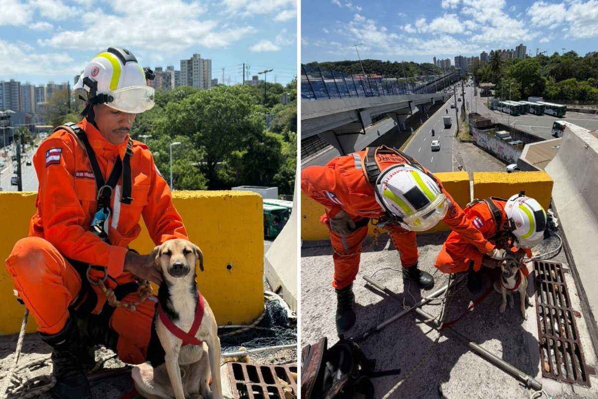Cachorro preso em viaduto é resgatado por Corpo de Bombeiro