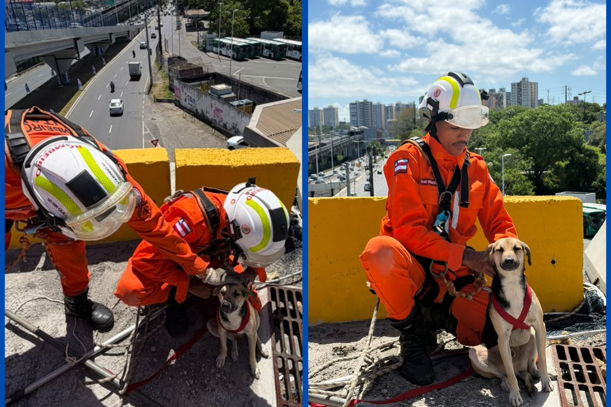 Bombeiros resgatam cachorro preso em viaduto de Salvador