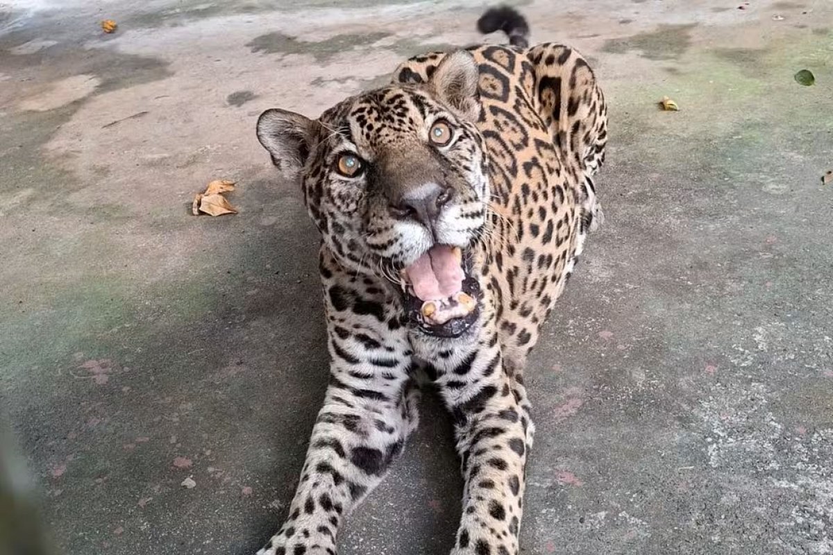 Com 25 anos, onça-pintada de zoológico do AM ganha título Guinness de mais velha mundo em cativeiro