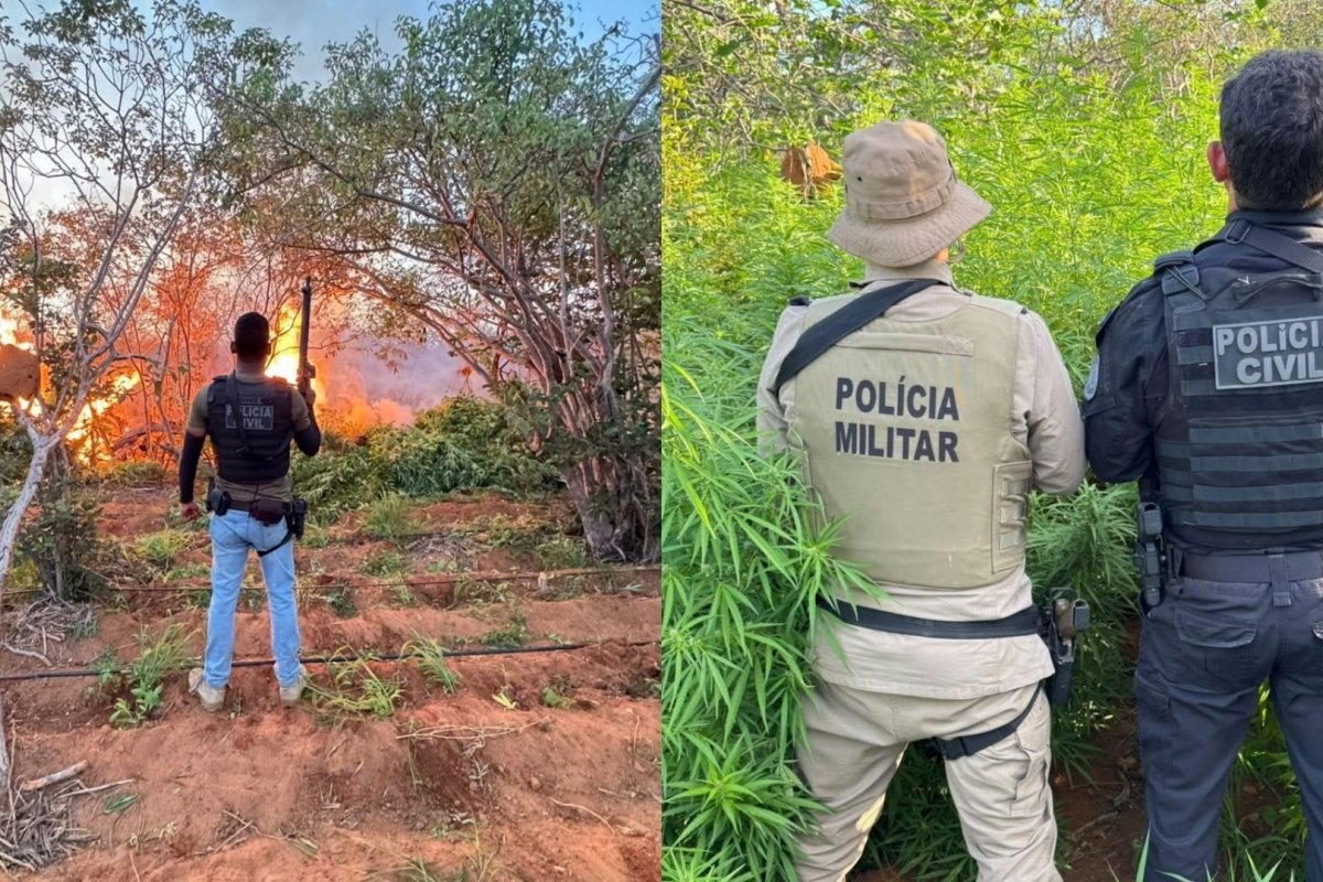 Mais 20 mil pés de maconha são destruídos pela polícia no interior da Bahia 