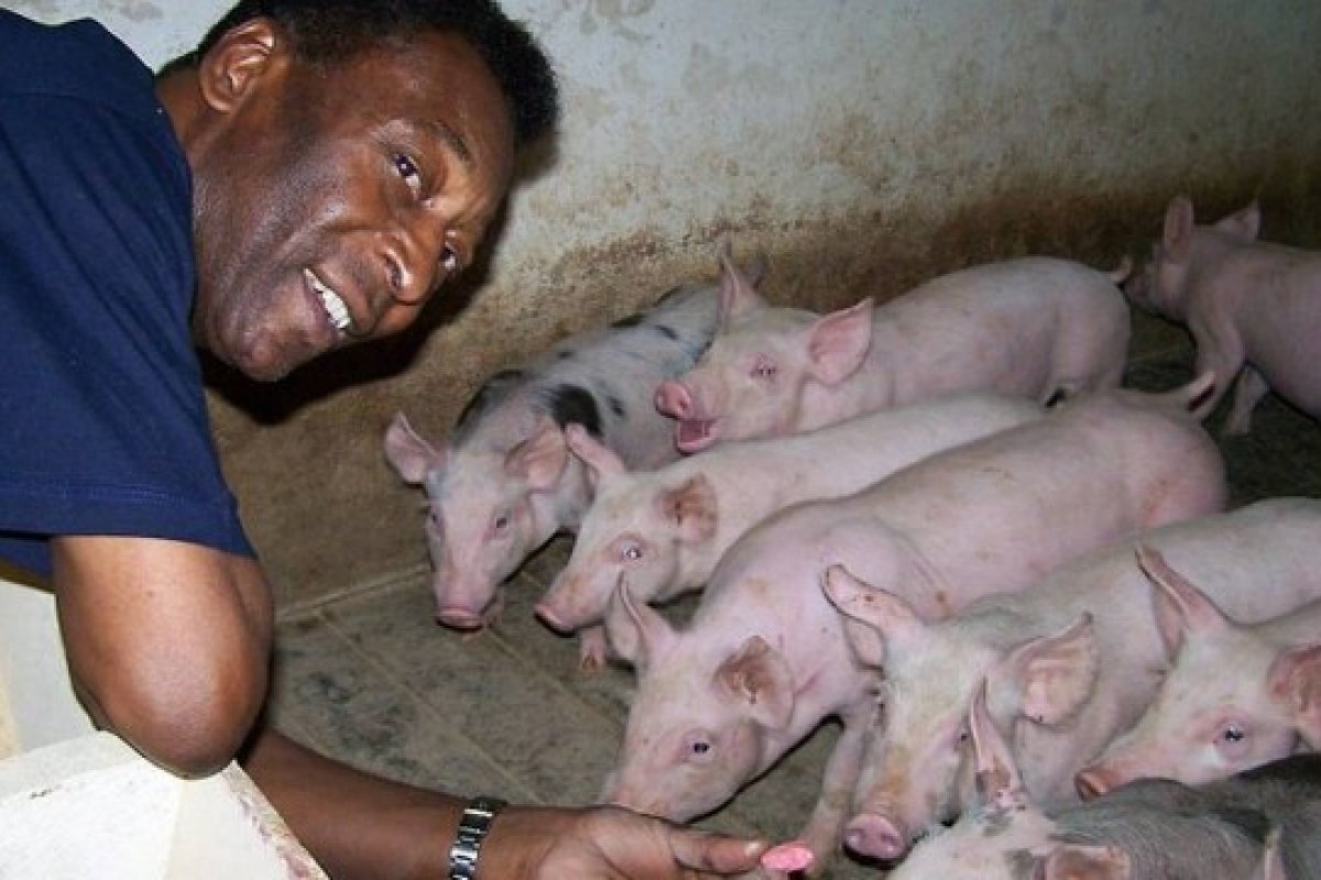 Fazenda onde Pelé criou gado, peixes e porcos é colocada à venda por R$ 35 milhões