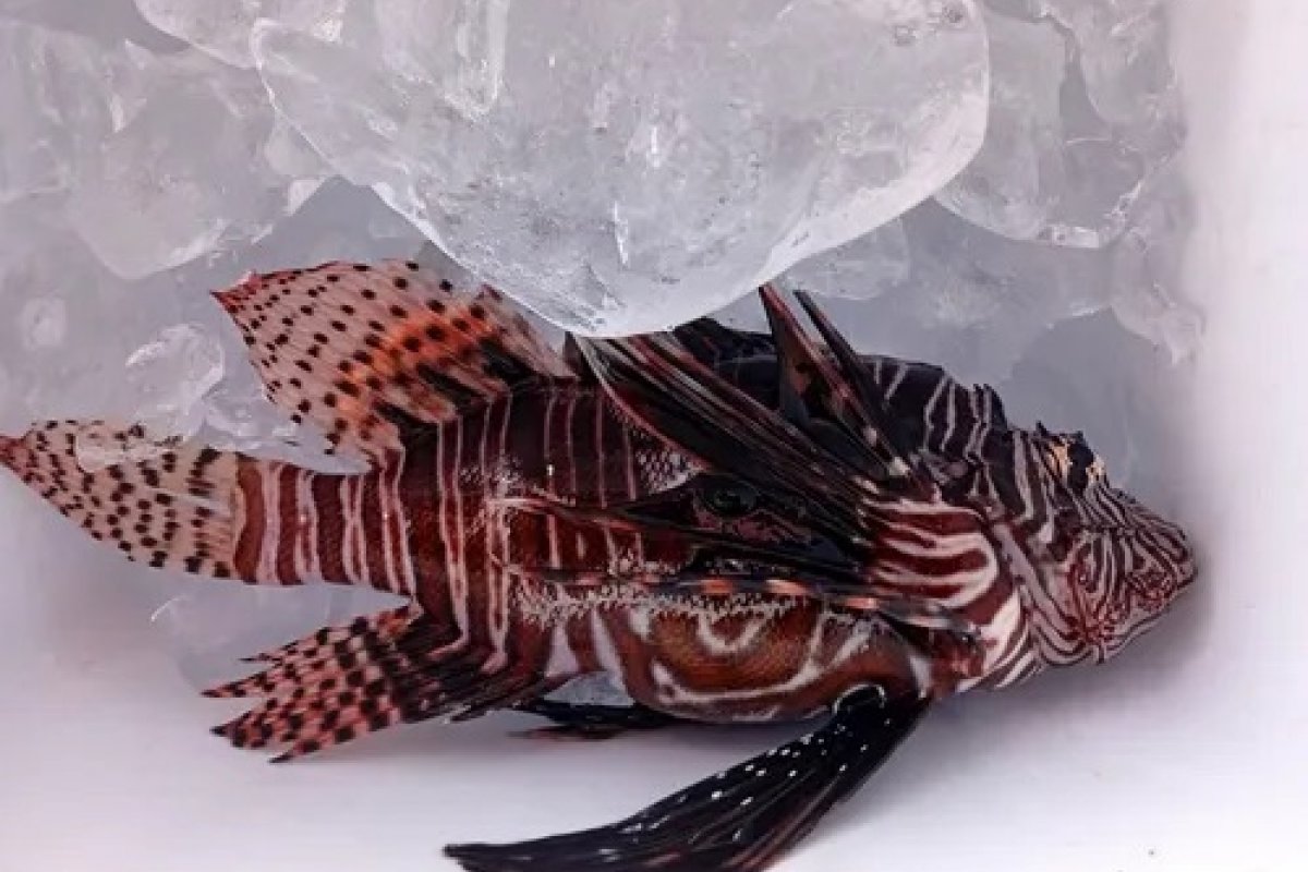 Mais de mil peixes venenosos que ameaçam biodiversidade são capturados na Bahia 