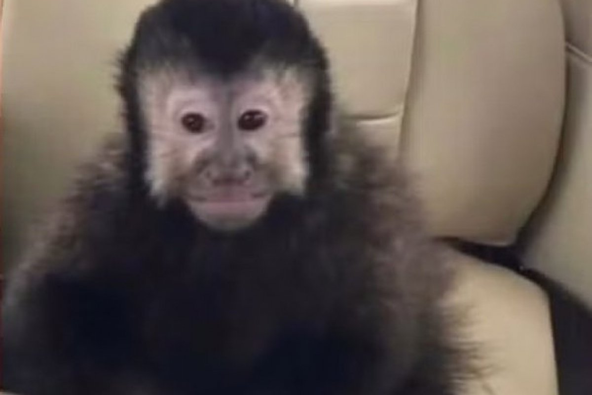 Marcell Moraes anuncia morte de macaco-prego de estimação e cobra por Justiça