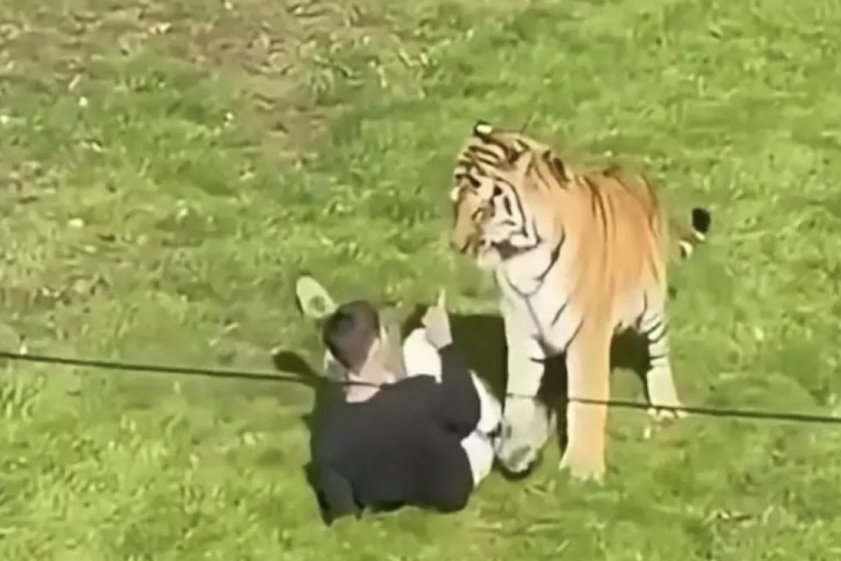 Vídeo: homem morre após entrar em recinto de tigre em zoológico na Inglaterra